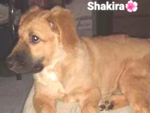 Cachorro raça Vira-Lata idade 2 a 6 meses nome Shakira