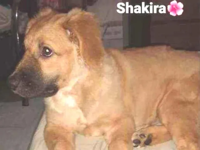 Cachorro ra a Vira-Lata idade 2 a 6 meses nome Shakira