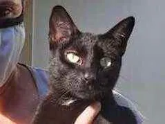 Gato raça Srd idade 7 a 11 meses nome Amanda lindíssima 