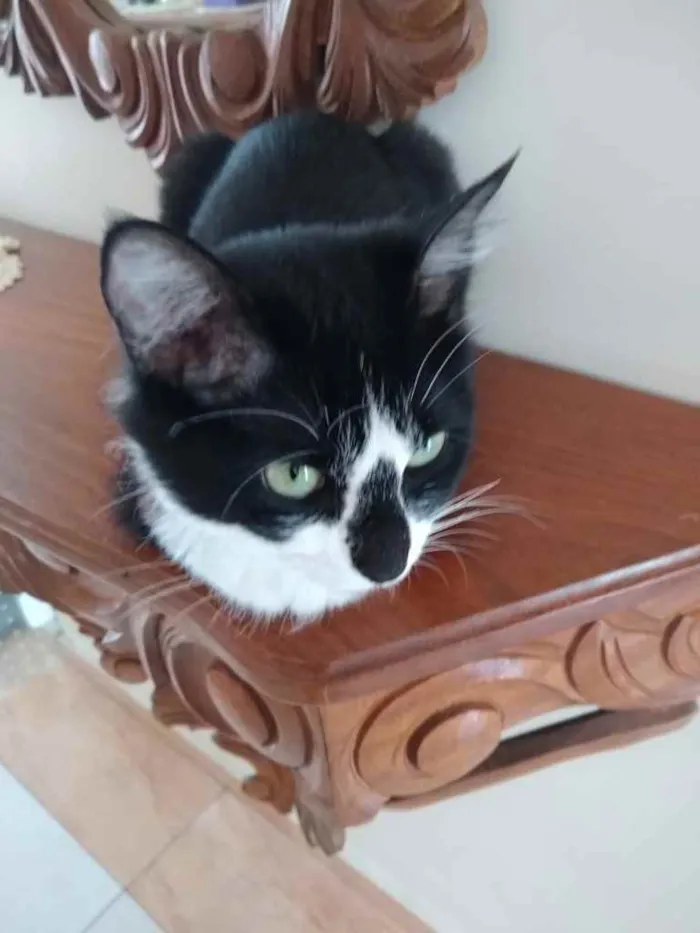 Gato raça Srd idade 1 ano nome Lua linda gatinha 