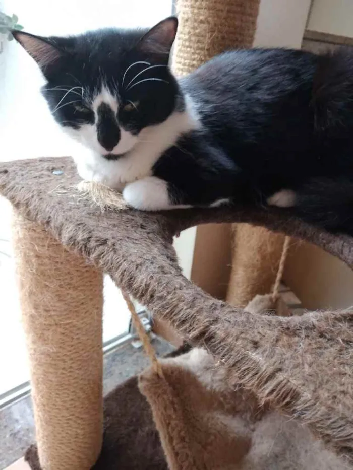 Gato raça Srd idade 1 ano nome Lua linda gatinha 