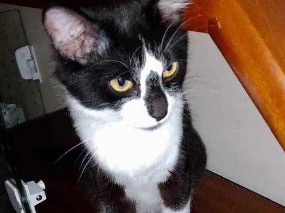 Gato raça Srd idade 1 ano nome Lua linda gatinha 