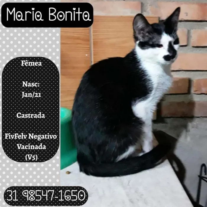 Gato ra a SRD idade 2 a 6 meses nome MARIA BONITA