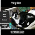 VIRGULINO