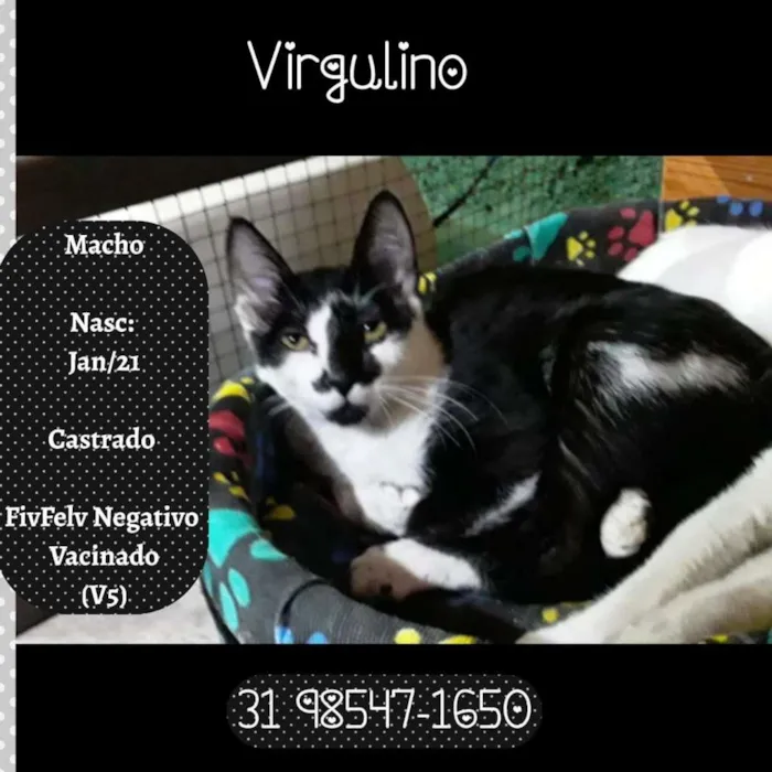 Gato raça SRD idade 2 a 6 meses nome VIRGULINO