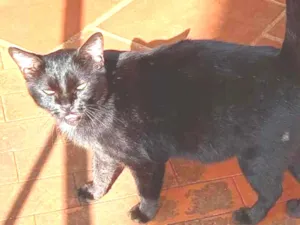 Gato raça Indefinida idade 1 ano nome Sem nome