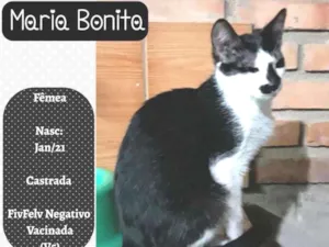 Gato raça SRD idade 2 a 6 meses nome MARIA BONITA