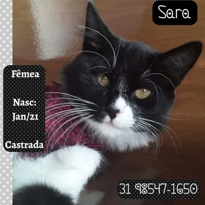 Gato raça SRD-ViraLata idade 2 a 6 meses nome SARA
