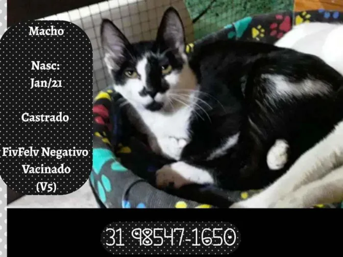 Gato raça SRD idade 2 a 6 meses nome VIRGULINO