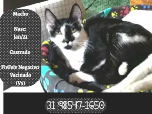 Gato raça SRD idade 2 a 6 meses nome VIRGULINO