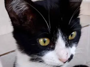Gato raça Srd idade 7 a 11 meses nome Sushi um lindo !