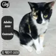 GIGI