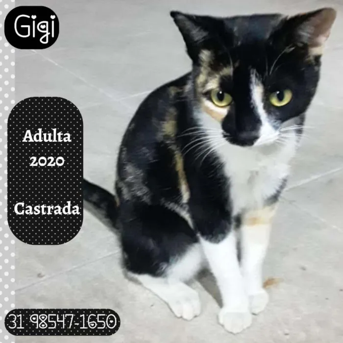 Gato raça SRD idade 1 ano nome GIGI
