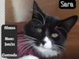 SARA