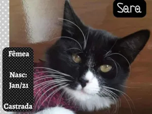 Gato raça SRD-ViraLata idade 2 a 6 meses nome SARA