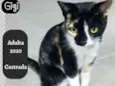 GIGI