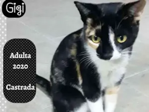 Gato raça SRD idade 1 ano nome GIGI