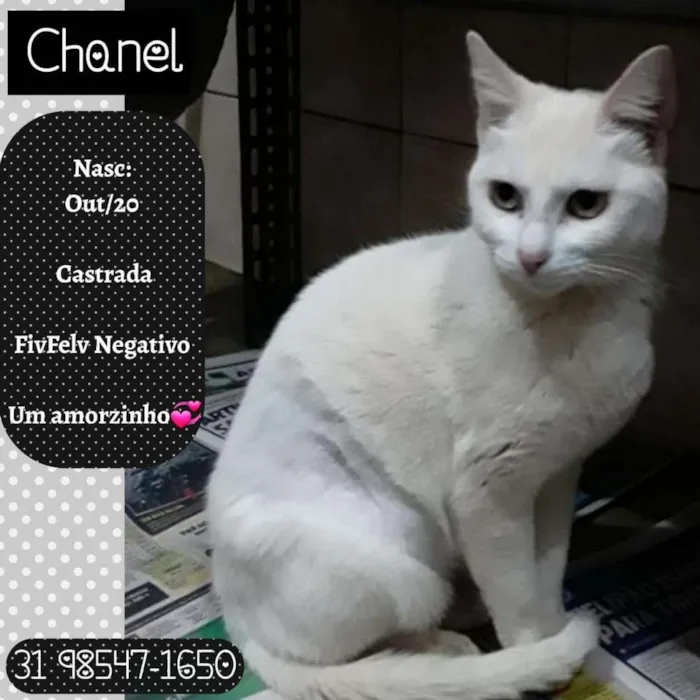 Gato raça SRD idade 7 a 11 meses nome CHANEL