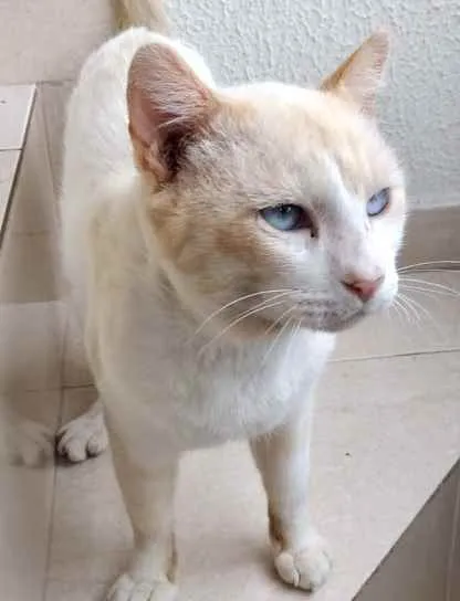 Gato ra a Srd idade 7 a 11 meses nome Bianco belíssimo