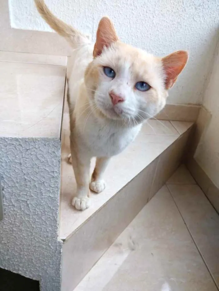 Gato ra a Srd idade 7 a 11 meses nome Bianco belíssimo