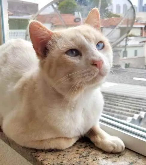 Gato ra a Srd idade 7 a 11 meses nome Bianco belíssimo