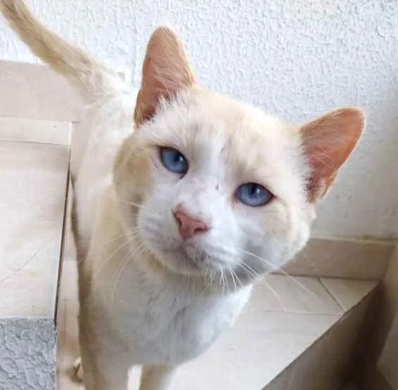 Gato ra a Srd idade 7 a 11 meses nome Bianco belíssimo