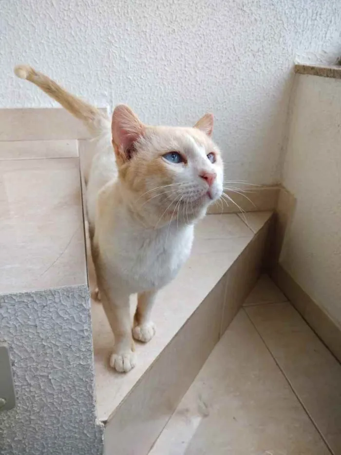 Gato ra a Srd idade 7 a 11 meses nome Bianco belíssimo