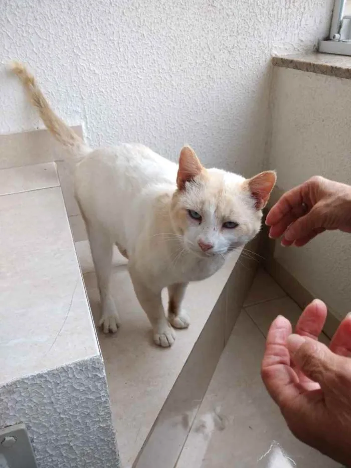 Gato ra a Srd idade 7 a 11 meses nome Bianco belíssimo