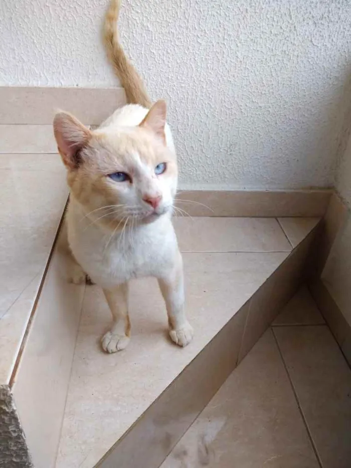 Gato ra a Srd idade 7 a 11 meses nome Bianco belíssimo