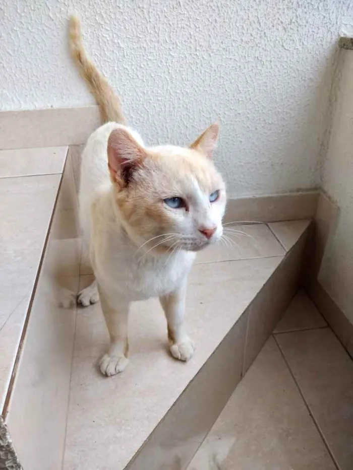 Gato ra a Srd idade 7 a 11 meses nome Bianco belíssimo