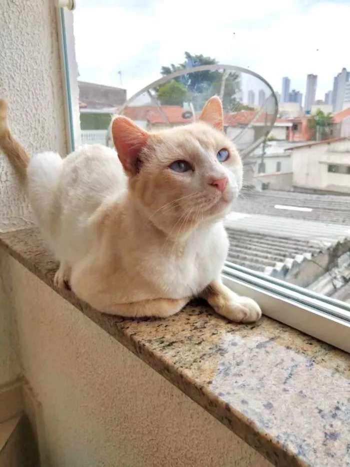 Gato ra a Srd idade 7 a 11 meses nome Bianco belíssimo