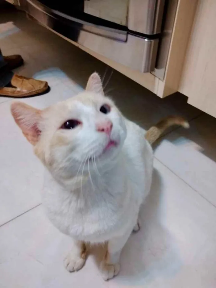 Gato ra a Srd idade 7 a 11 meses nome Bianco belíssimo