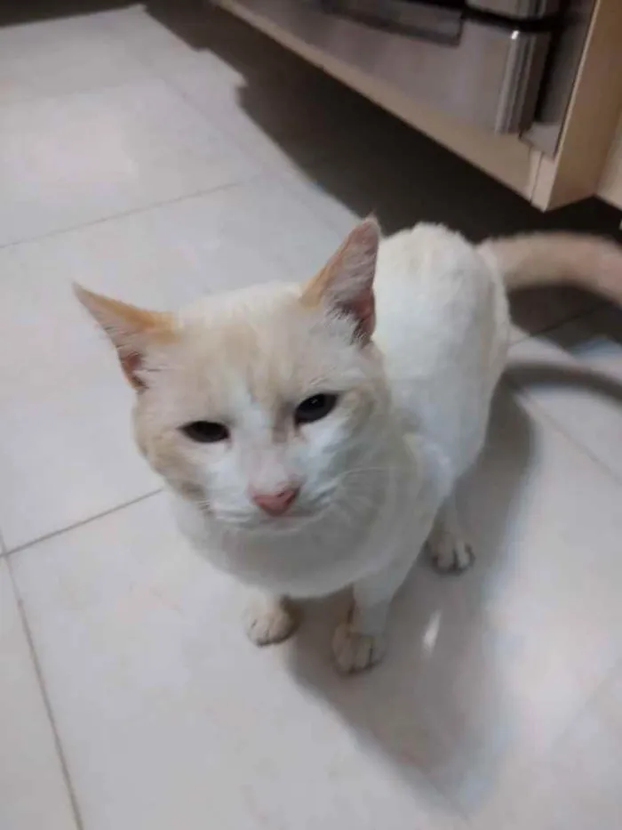 Gato ra a Srd idade 7 a 11 meses nome Bianco belíssimo