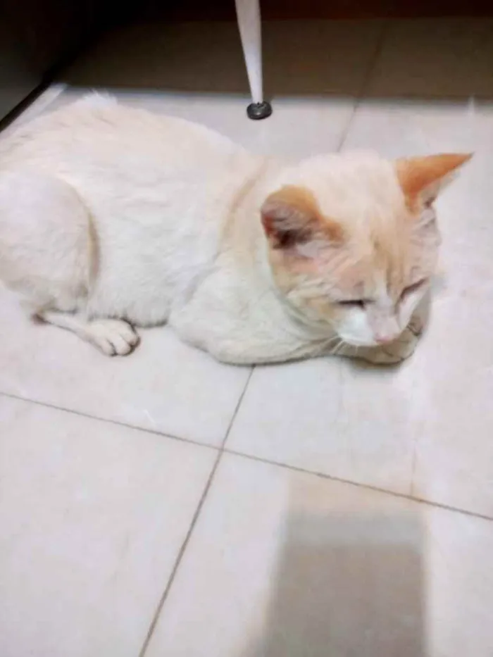 Gato ra a Srd idade 7 a 11 meses nome Bianco belíssimo