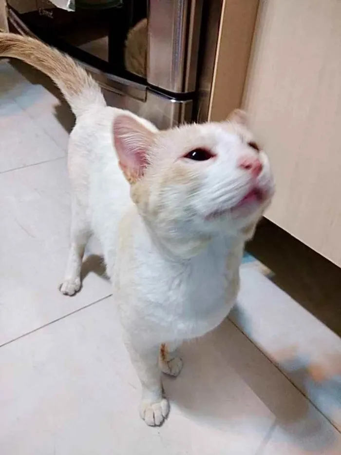 Gato ra a Srd idade 7 a 11 meses nome Bianco belíssimo