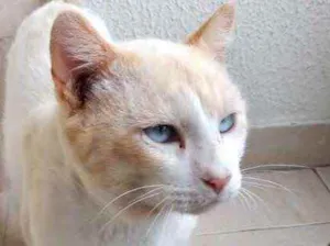 Gato raça Srd idade 7 a 11 meses nome Bianco belíssimo