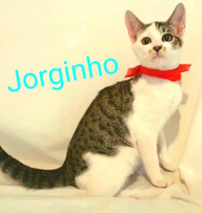 Gato raça Sem raça definida  idade 2 a 6 meses nome Jorginho (filhote)