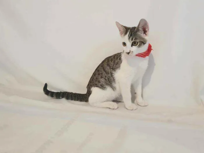 Gato raça Sem raça definida  idade 2 a 6 meses nome Jorginho (filhote)
