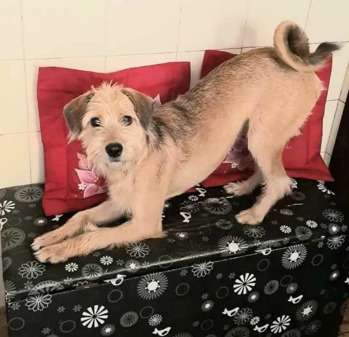 Cachorro raça Sem raça definida idade 7 a 11 meses nome Nina