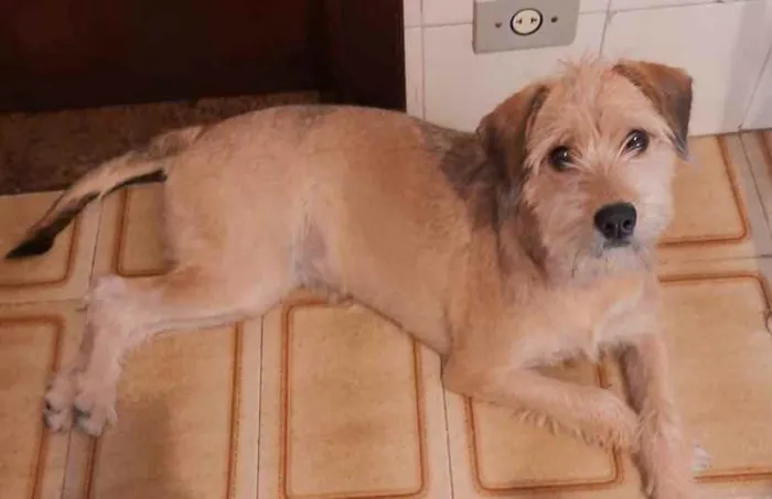 Cachorro raça Sem raça definida idade 7 a 11 meses nome Nina