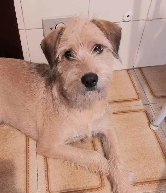 Cachorro raça Sem raça definida idade 7 a 11 meses nome Nina