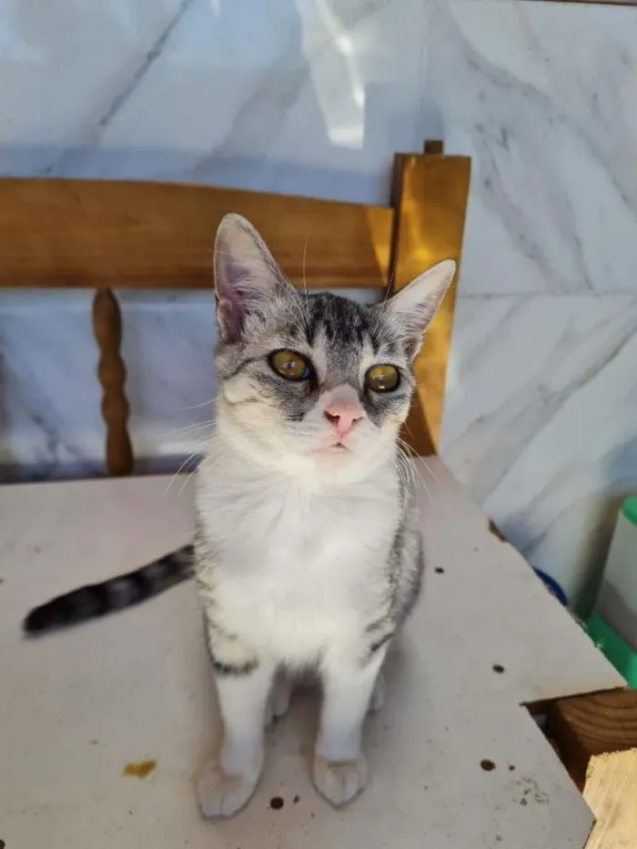 Gato raça SRD idade 7 a 11 meses nome LOLITA