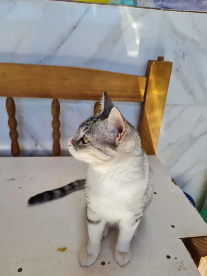 Gato raça SRD idade 7 a 11 meses nome LOLITA