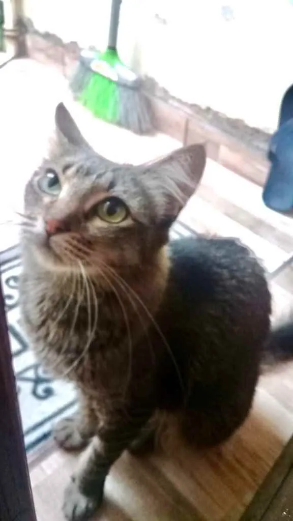 Gato raça Srd idade 1 ano nome Miumiu lindíssima 