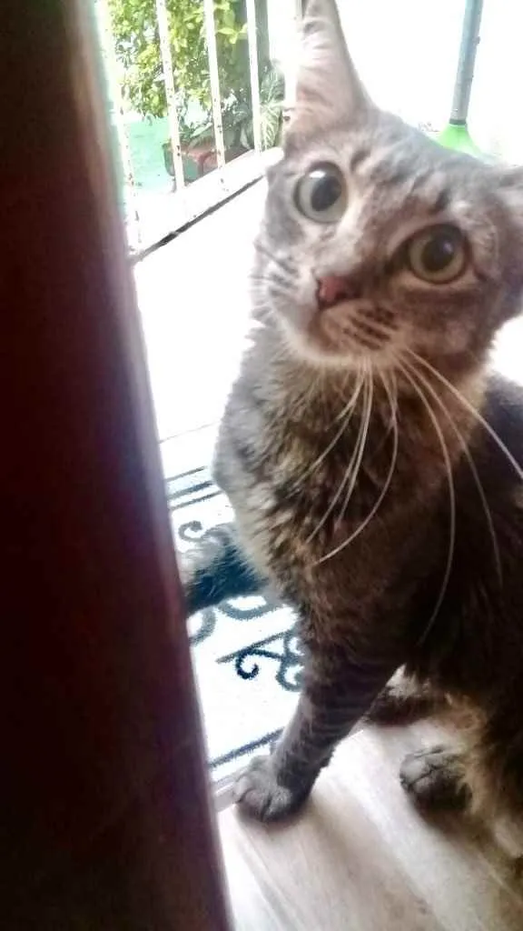 Gato raça Srd idade 1 ano nome Miumiu lindíssima 