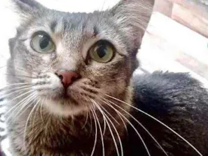 Gato raça Srd idade 1 ano nome Miumiu lindíssima 