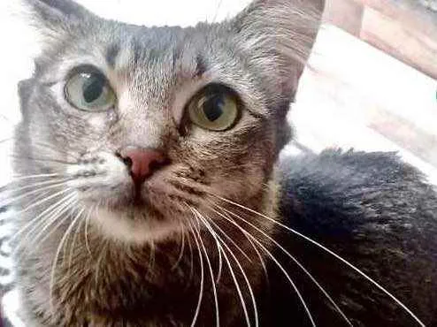 Gato raça Srd idade 1 ano nome Miumiu lindíssima 