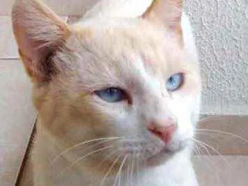 Gato ra a Srd idade 7 a 11 meses nome Bianco belíssimo