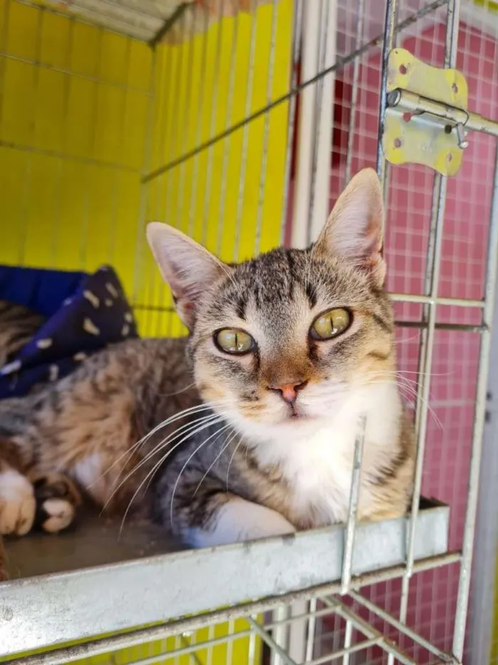 Gato raça SRD idade 7 a 11 meses nome AGNES