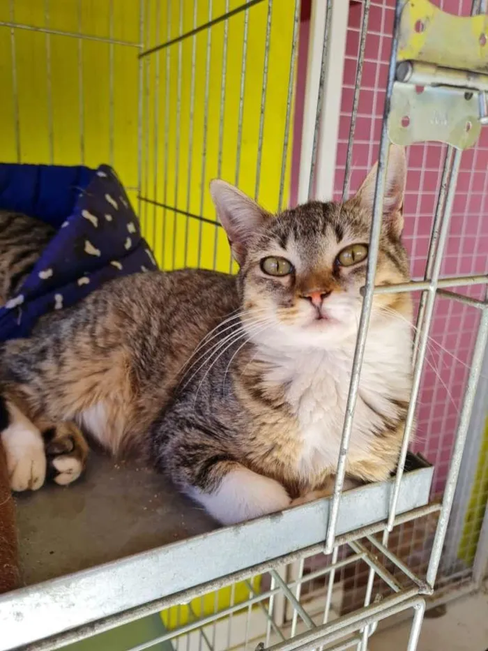 Gato raça SRD idade 7 a 11 meses nome AGNES
